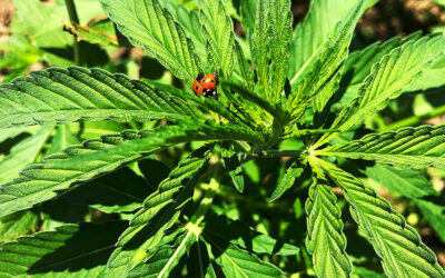 USDA Final Interim Rule Affirms Interstate Transport of Hemp